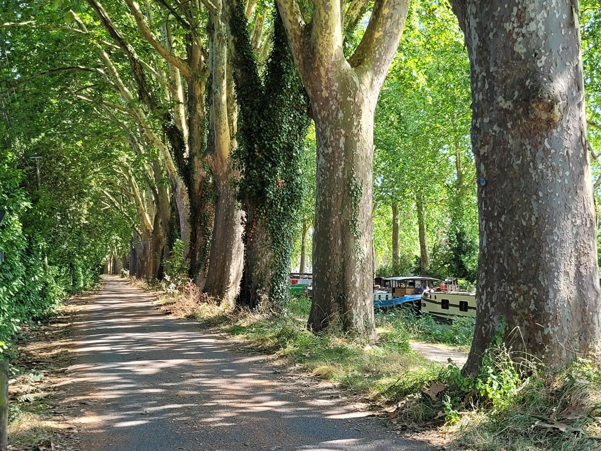 Chambre Sud Chez Habitant Toulouse Eksteriør billede